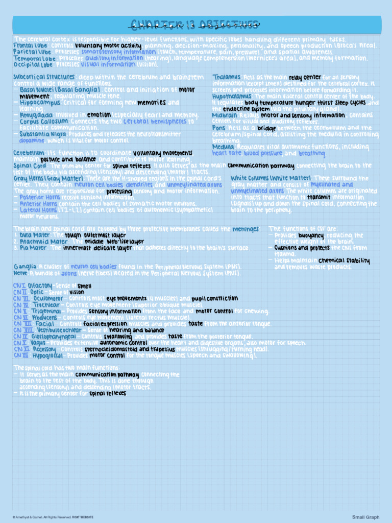 Overview of Brain Structures and Functions | PDF | Cerebrum | Motor Neuron