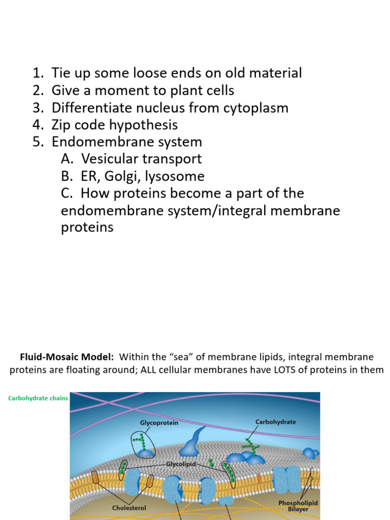 Eukaryotic Cell Structure and Function | PDF | Cell Membrane ...