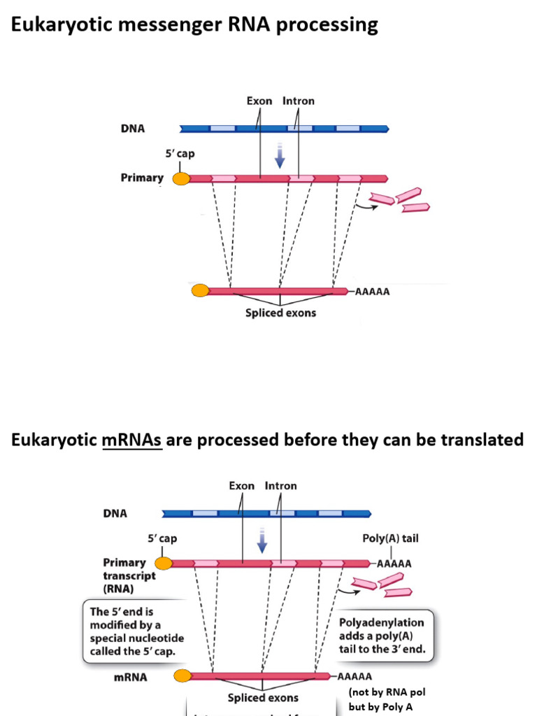 Eukaryotic mRNA Processing Explained | PDF | Translation (Biology ...