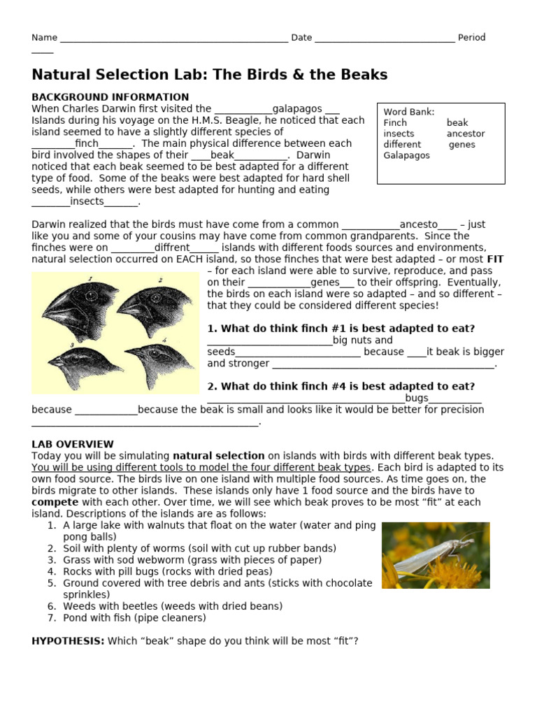 Mccayla Merrell - Natural Selection Lab - The Birds and The beak | PDF ...