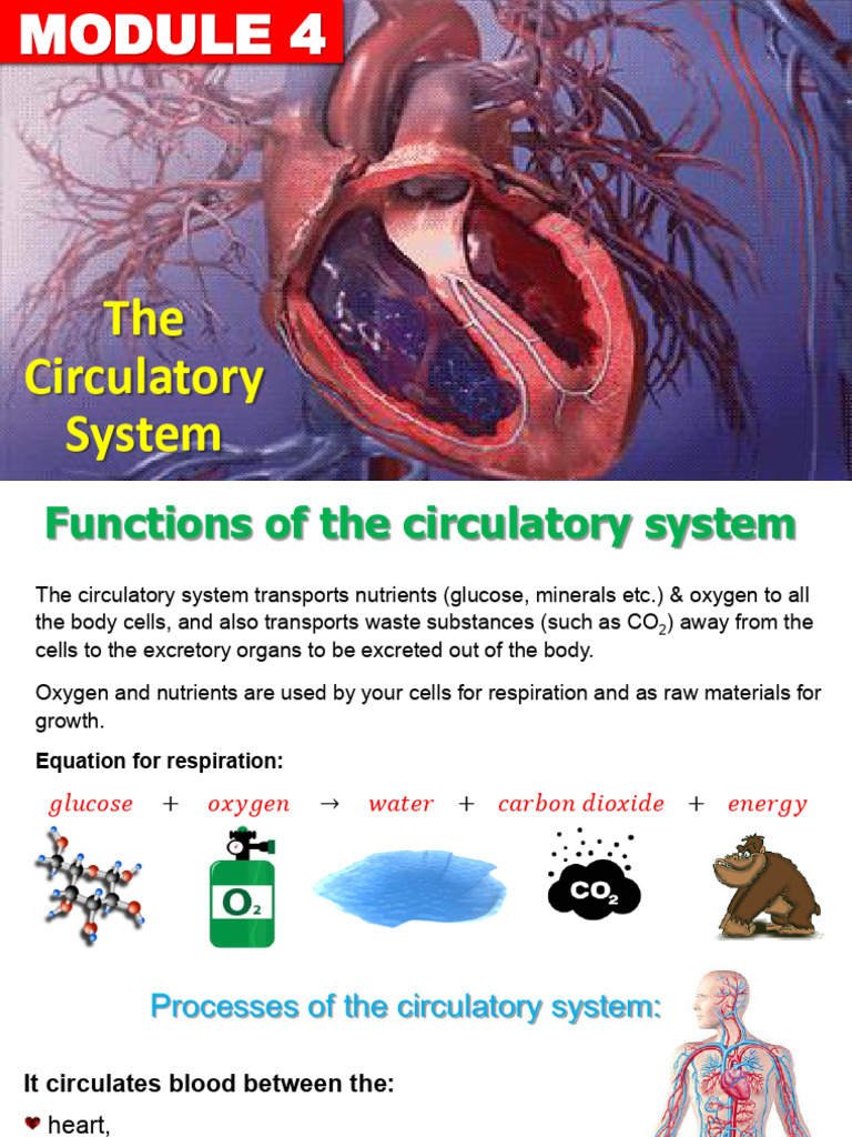 Functions of the Circulatory System | PDF | Artery | Heart