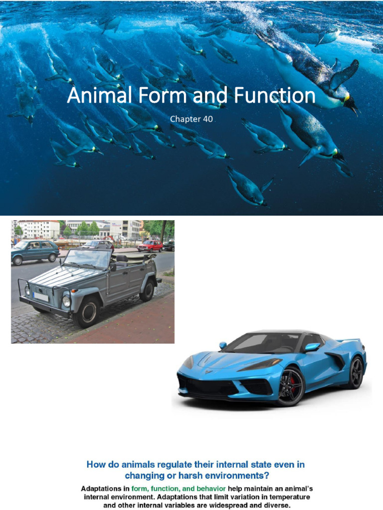 Animal Form, Function, and Homeostasis | PDF | Connective Tissue ...