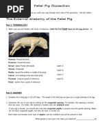 Labeled Rat Dissection Guide | PDF | Gastrointestinal Tract | Abdomen