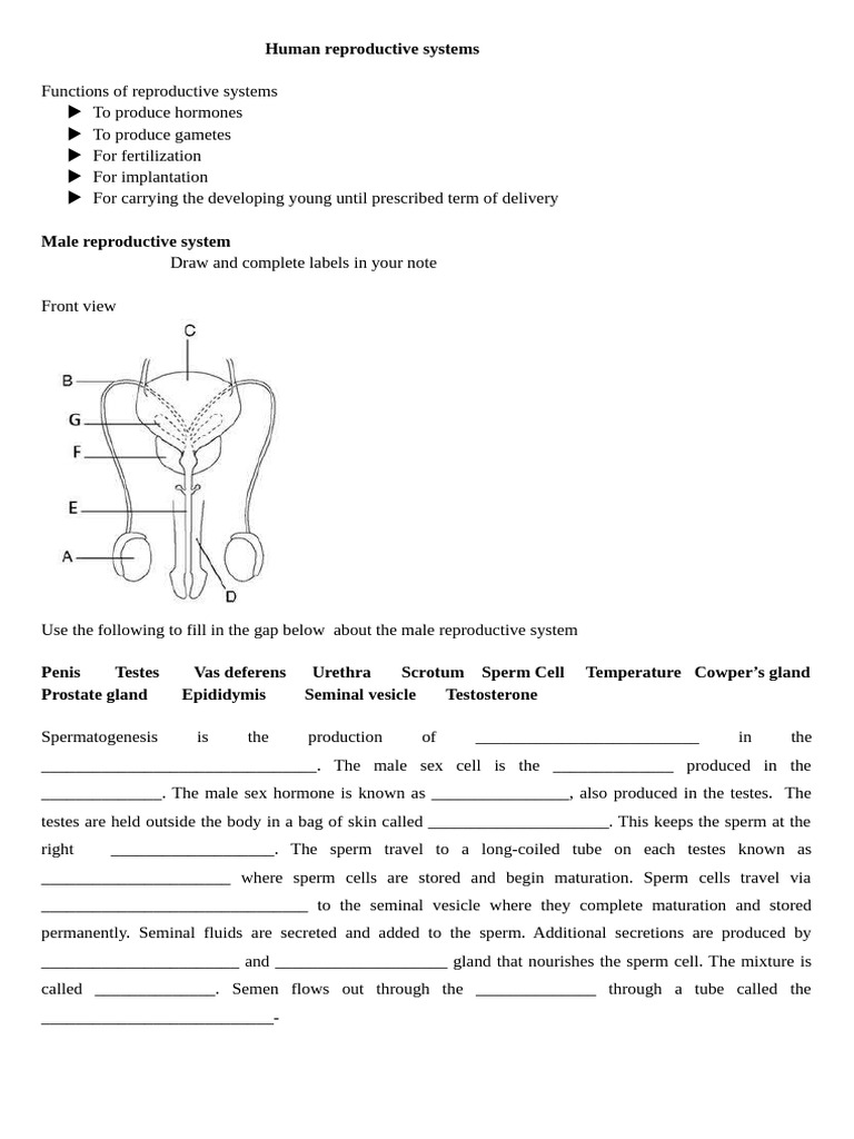Human Reproductive Systems Overview | PDF | Reproductive System | Biology