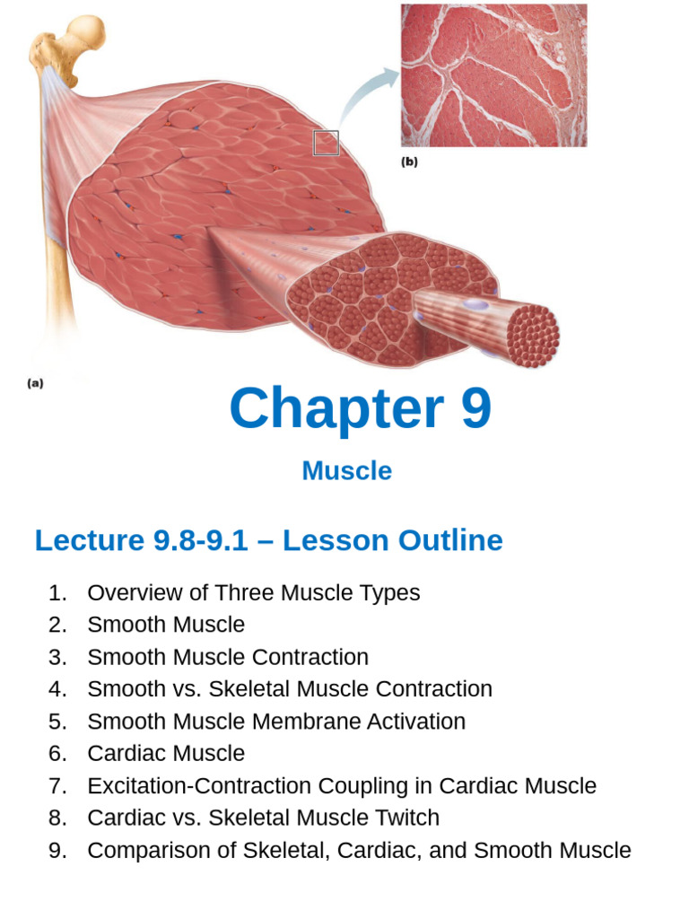 BIO 3331 Lecture 9.8-9.10 Muscle | PDF | Muscle Contraction | Skeletal ...