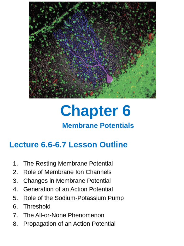 Understanding Membrane Potentials | PDF | Membrane Potential | Action ...