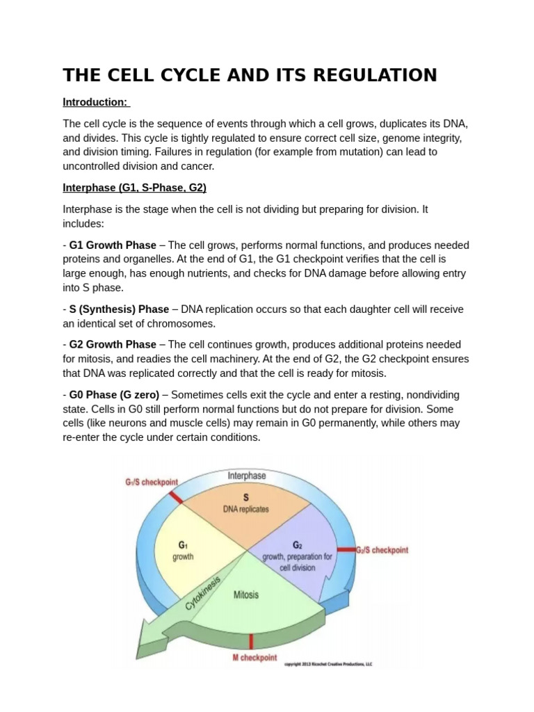 Cell Cycle Regulation and Mitosis Explained | PDF | Mitosis | Cell Cycle