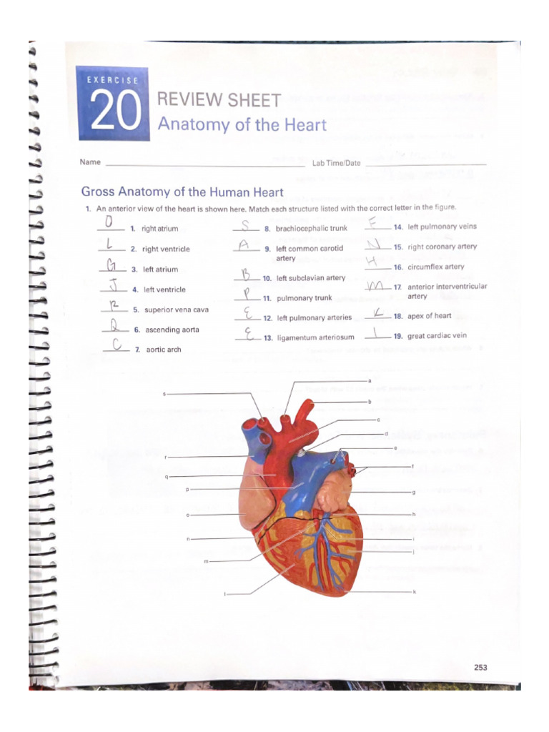 Heart | PDF