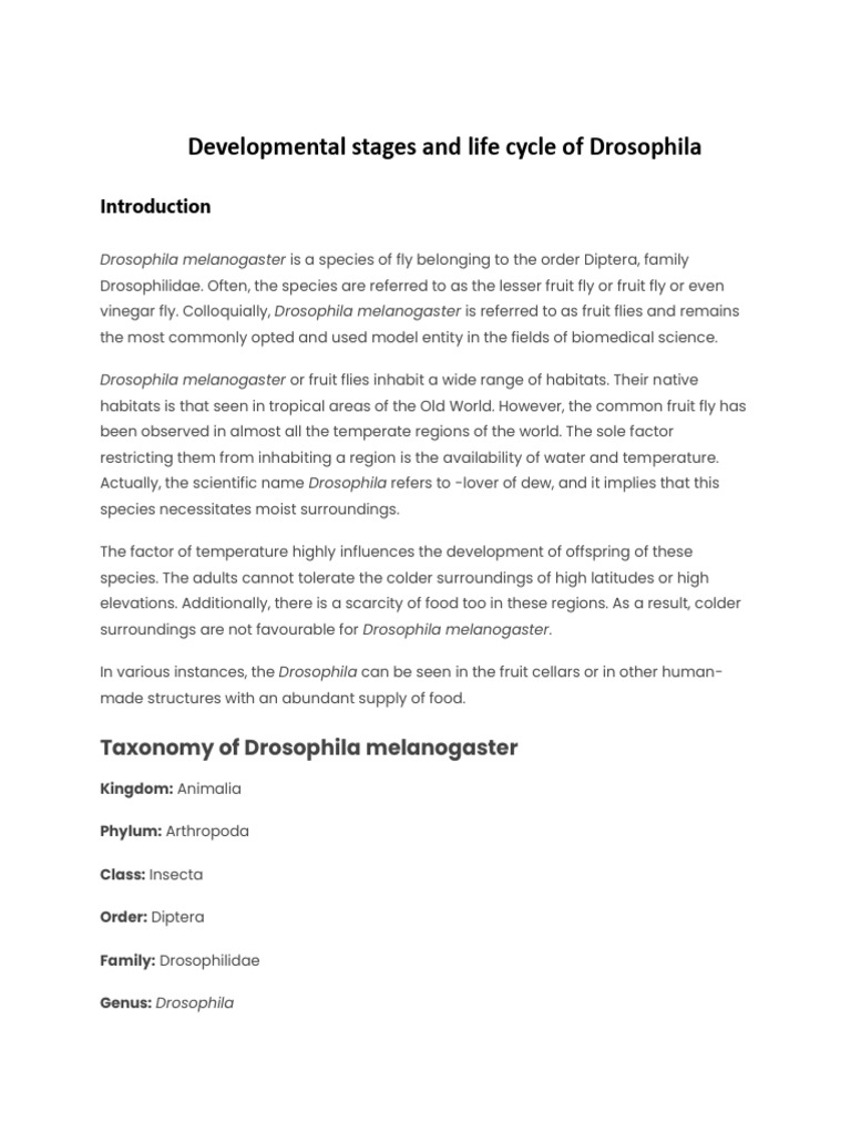 Drosophila Life Cycle Stages Explained | PDF | Pupa | Drosophila ...