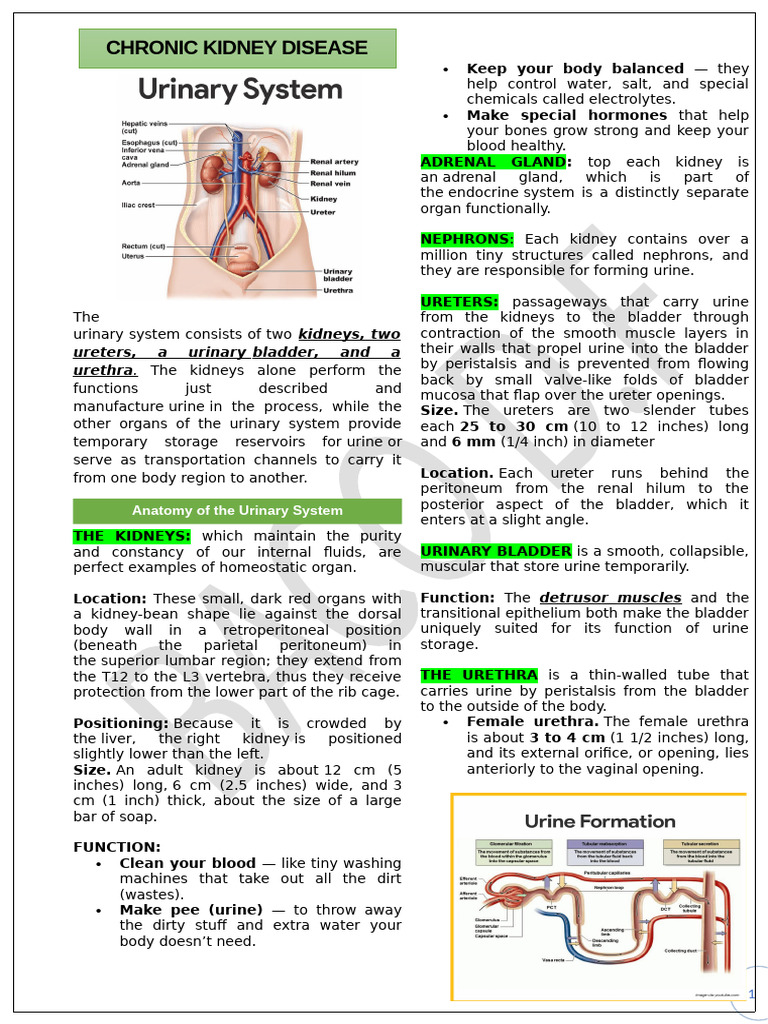 Anatomy and Function of the Urinary System | PDF | Urinary Tract ...