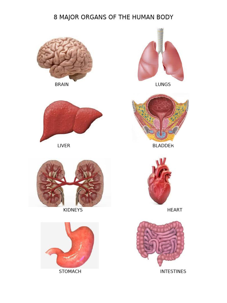 8 Major Organs of The Human Body | PDF