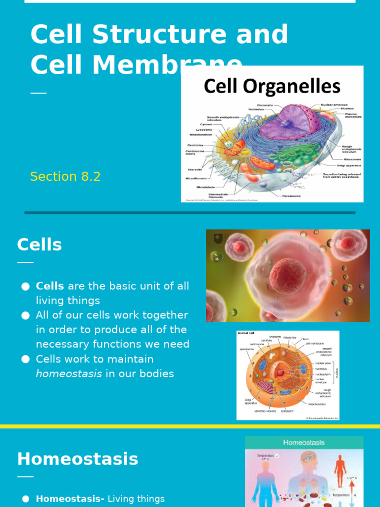 Cell Structure and Cell Membrane | PDF | Cell Membrane | Cell (Biology)
