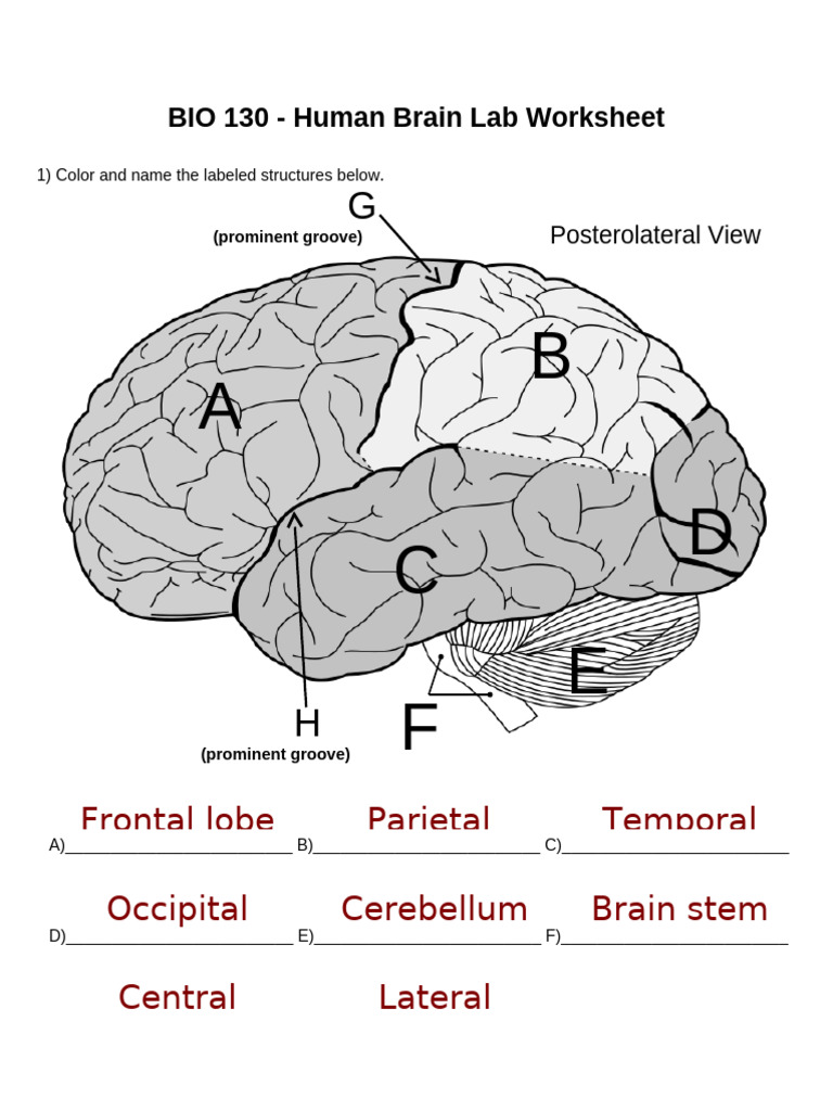 Human Brain Anatomy Lab Worksheet | PDF | Cerebral Cortex | Cerebral ...