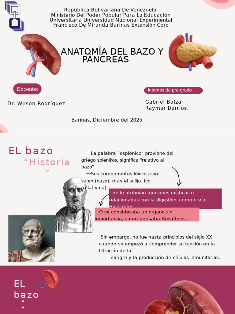 Anatomía del Bazo y Páncreas | PDF | Páncreas | Bazo