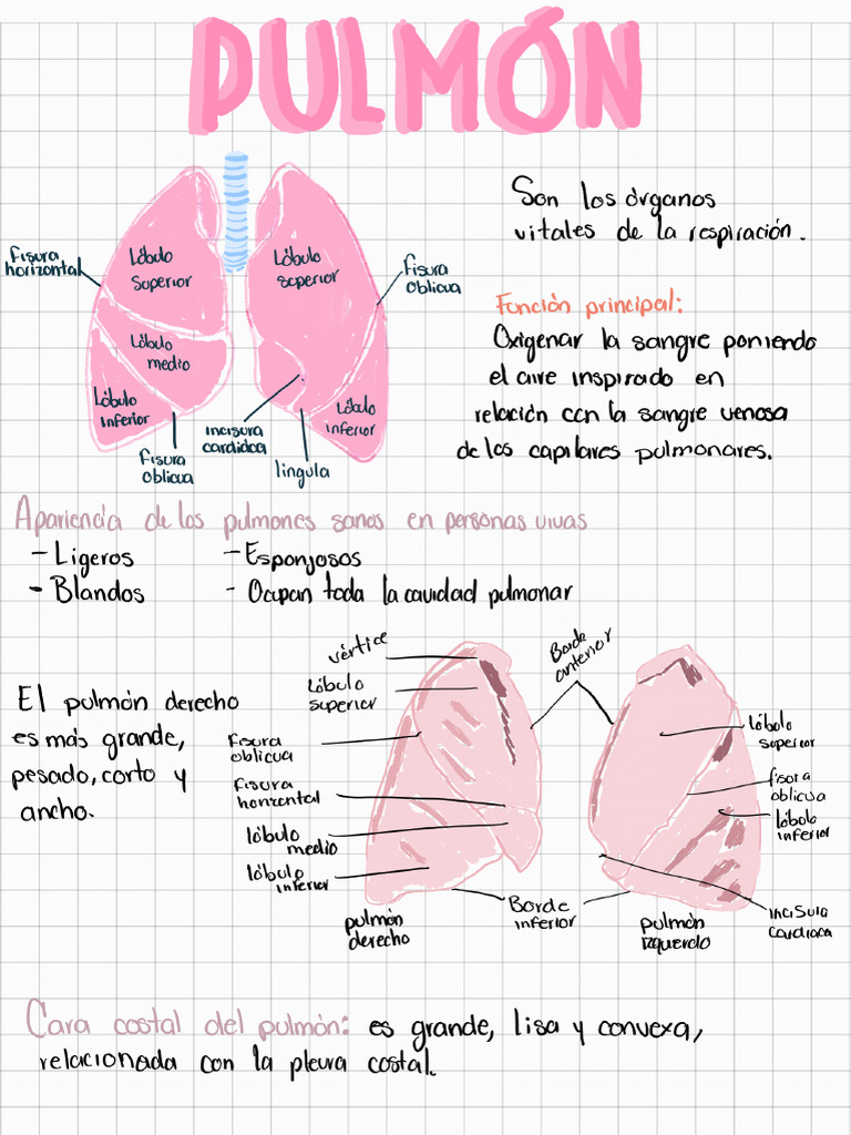 Infografía Pulmón 230223 042320 | PDF