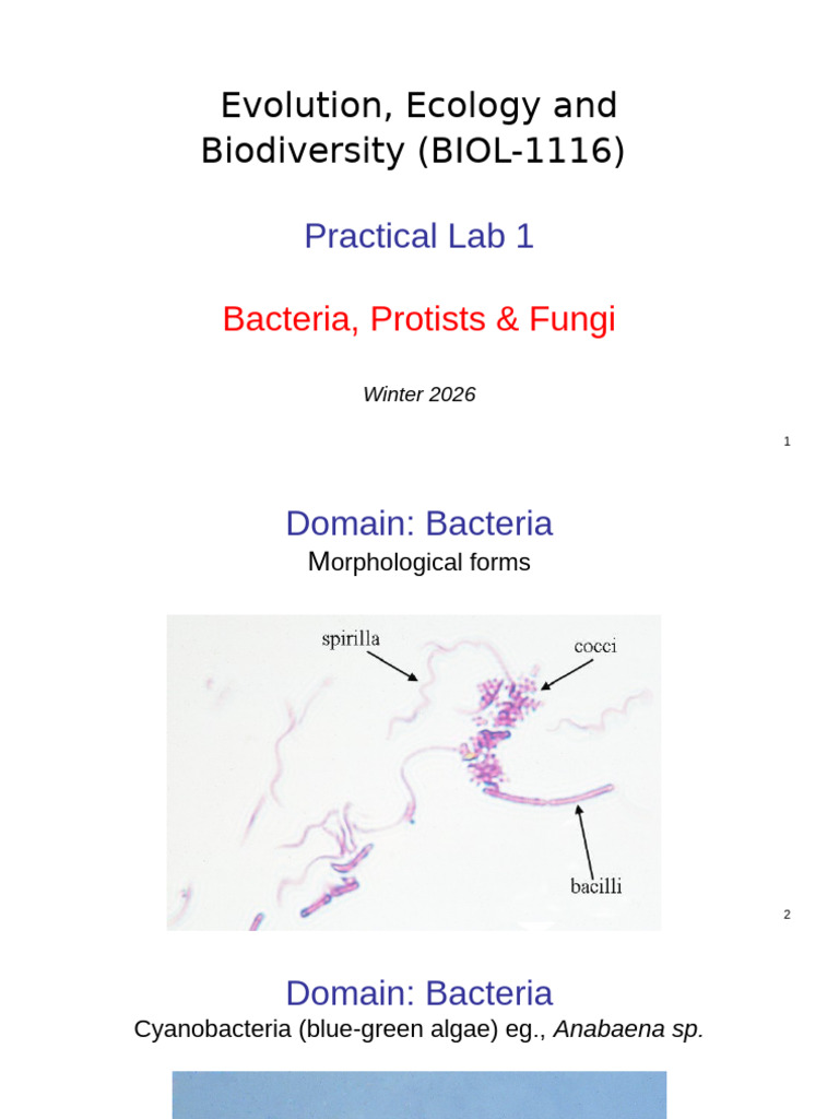 Bacteria, Protists & Fungi Lab Guide | PDF | Eukaryotes | Protozoa