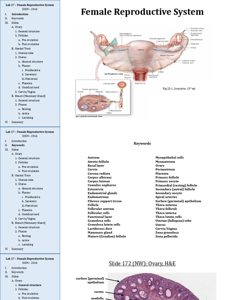 Overview of Female Reproductive Anatomy | PDF | Ovary | Menstrual Cycle
