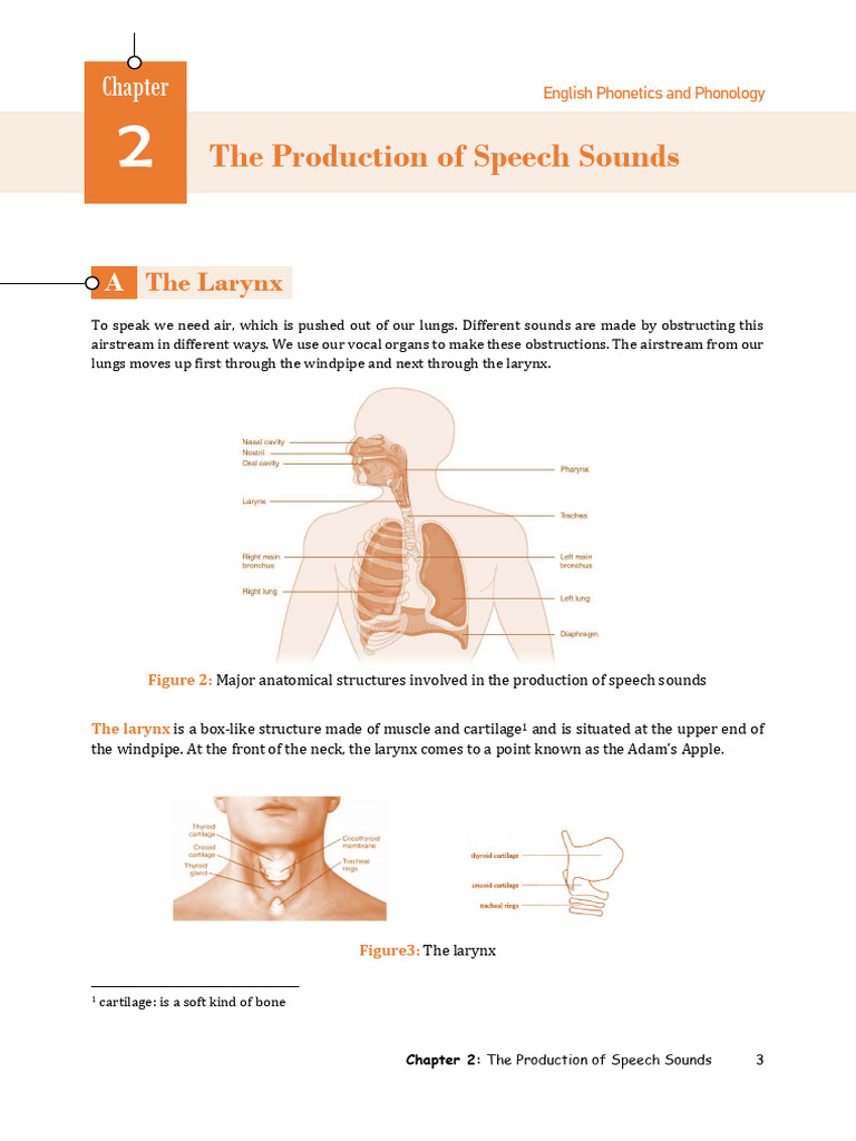 Speech Sound Production in Phonetics | PDF | Vowel | Phonetics