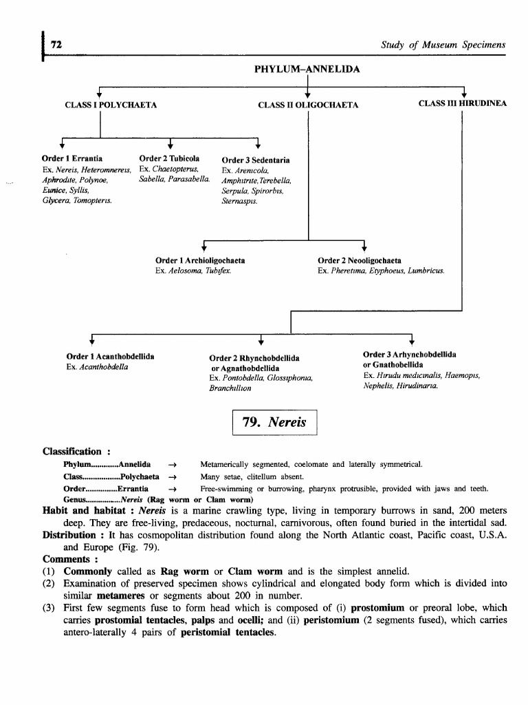 Annelida Classification and Specimens Study | PDF | Anatomical Terms Of ...