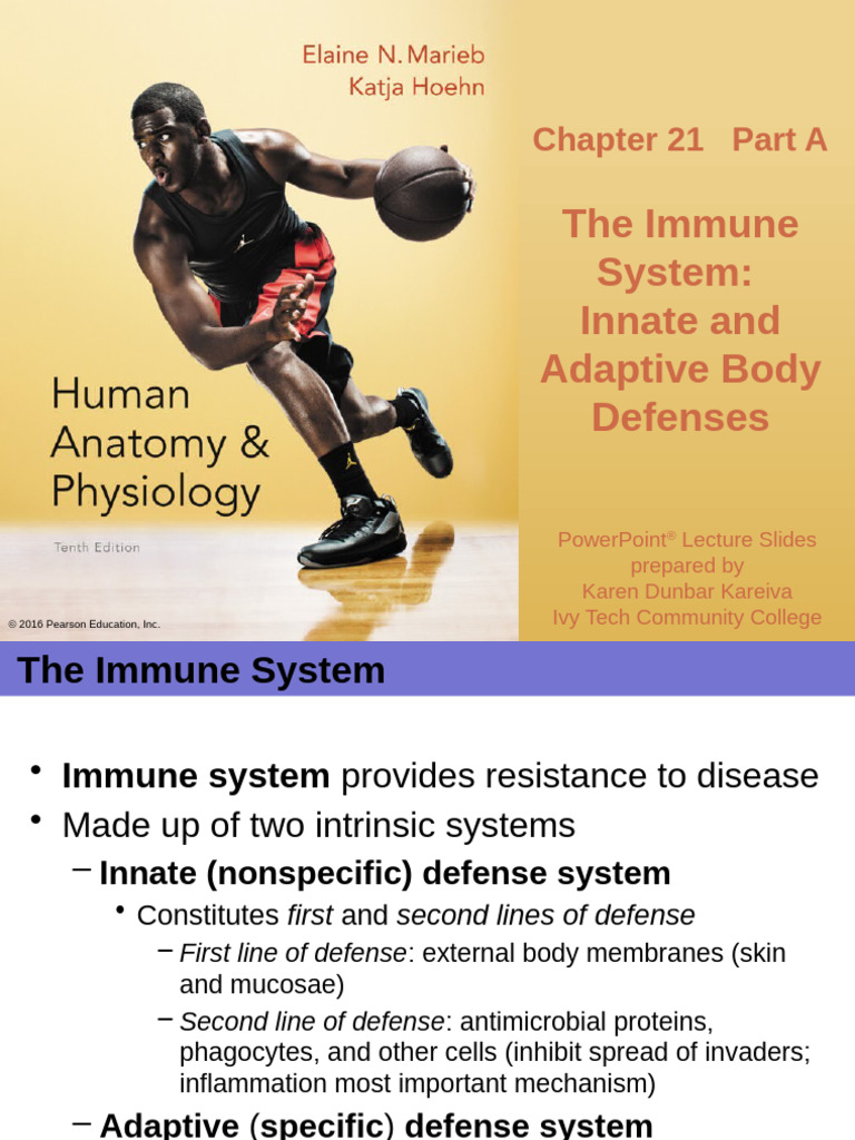 Immune System Overview: Innate & Adaptive Defenses | PDF | Lymphocyte ...