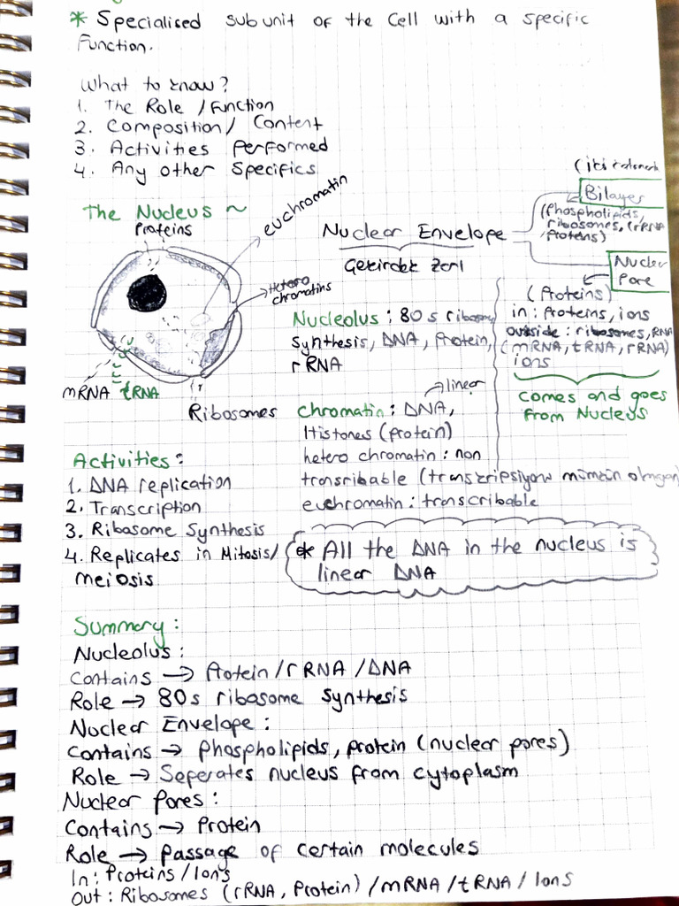 Nucleus Note | PDF