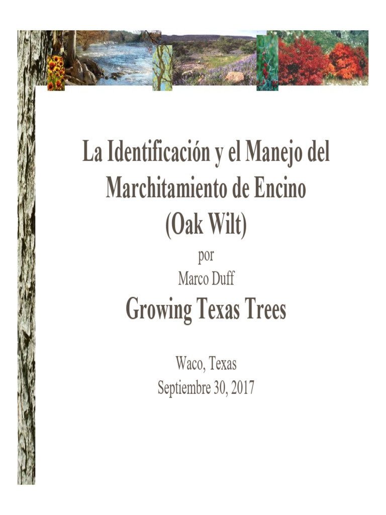 Mark Duff Oak Wilt Spanish | PDF | Arboles | Insectos