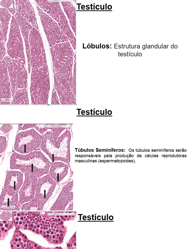 Estrutura e Função dos Testículos | PDF