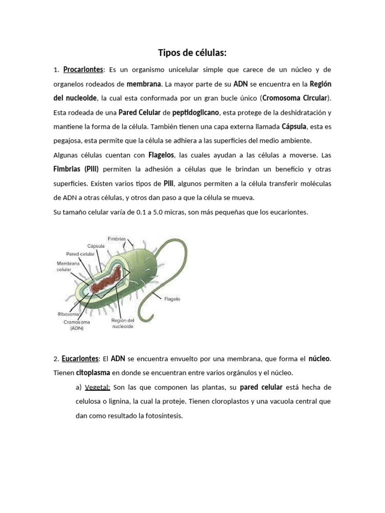 Tipos de Células: Procariontes y Eucariontes | PDF