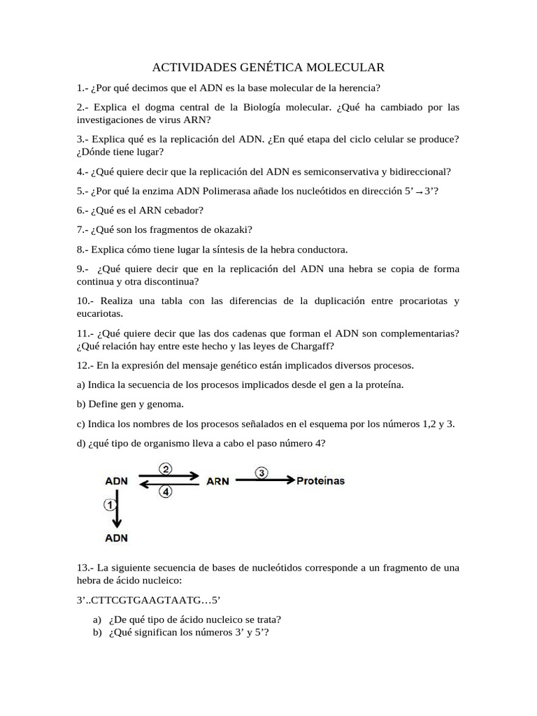 Actividades sobre Genética Molecular | PDF | Adn | Replicación De Adn