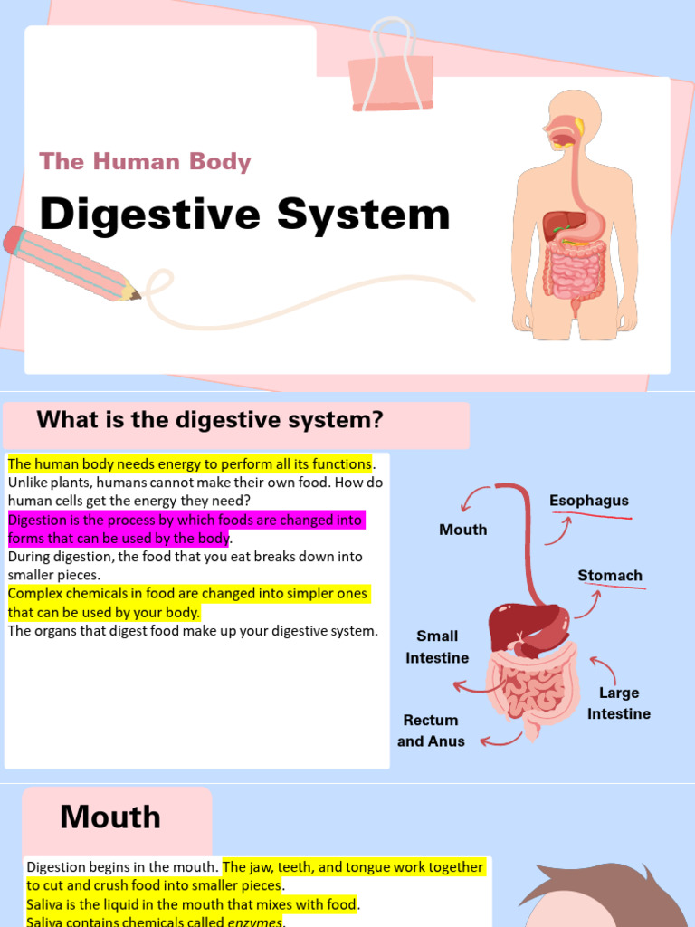 Digestive System | PDF | Digestion | Saliva