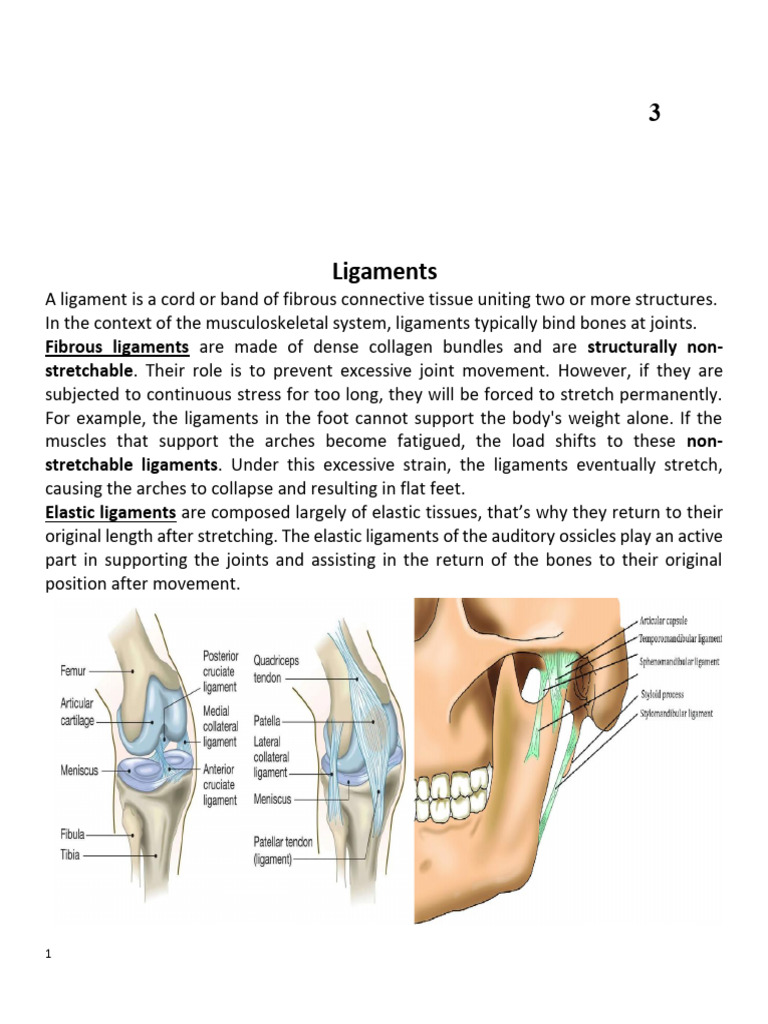 Musculoskeletal System: Ligaments & Bones | PDF | Bone | Cartilage