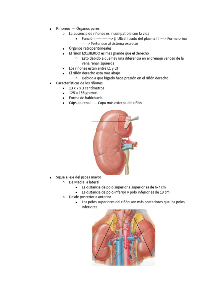 Anatomía y Funciones del Riñón | PDF | Riñón | Órgano (anatomía)