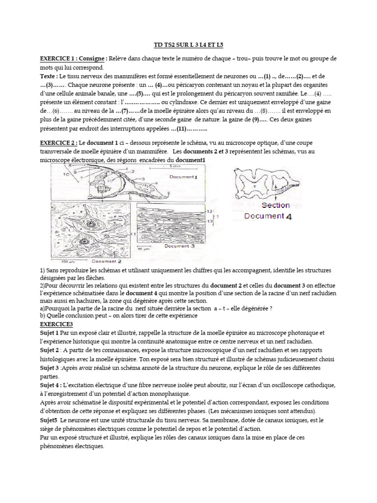 Structure et Fonction du Tissu Nerveux | PDF | Neurone | Nerf