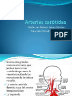 Arterias Carótidas