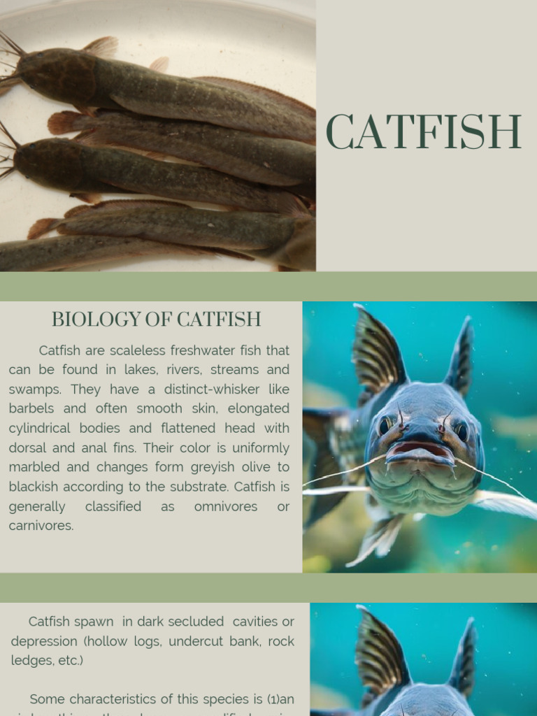 Catfish Biology and Culture Methods | PDF