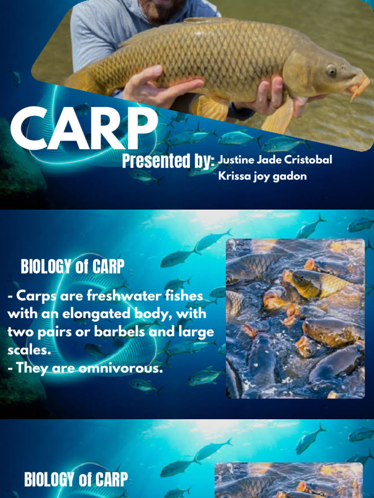 Group 9 Carp | PDF