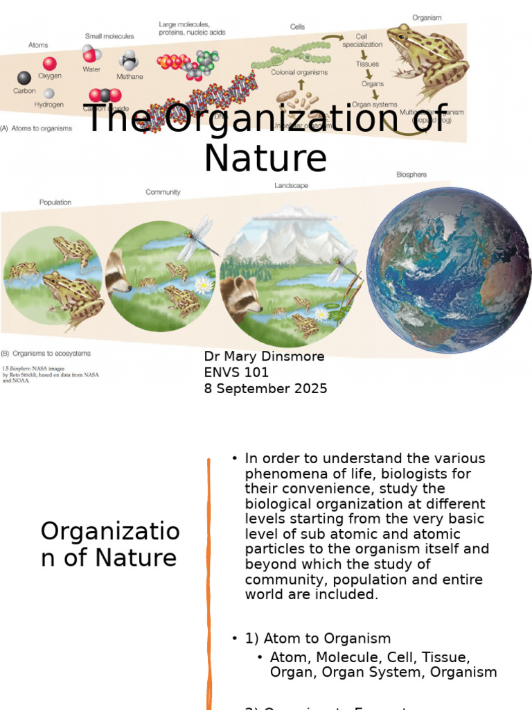 Understanding Biological Organization | PDF | Cell (Biology ...
