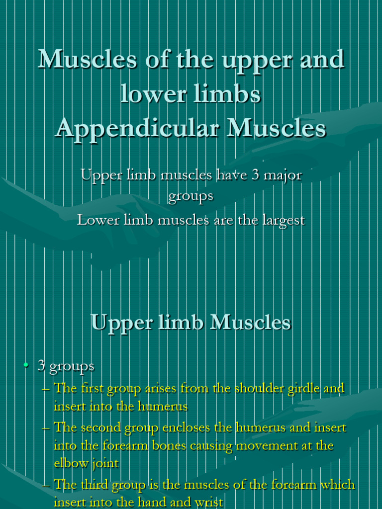 Anatomy of Upper and Lower Limb Muscles | PDF | Human Leg | Elbow