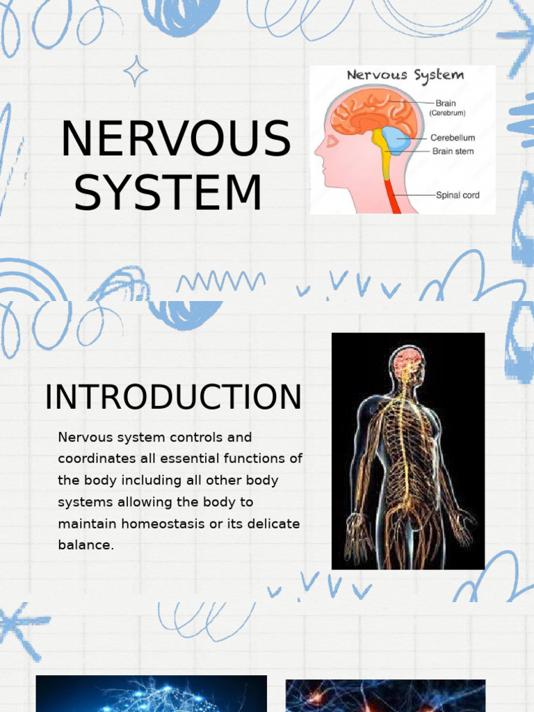 Overview of the Nervous System Functions | PDF | Cerebrum | Nervous System