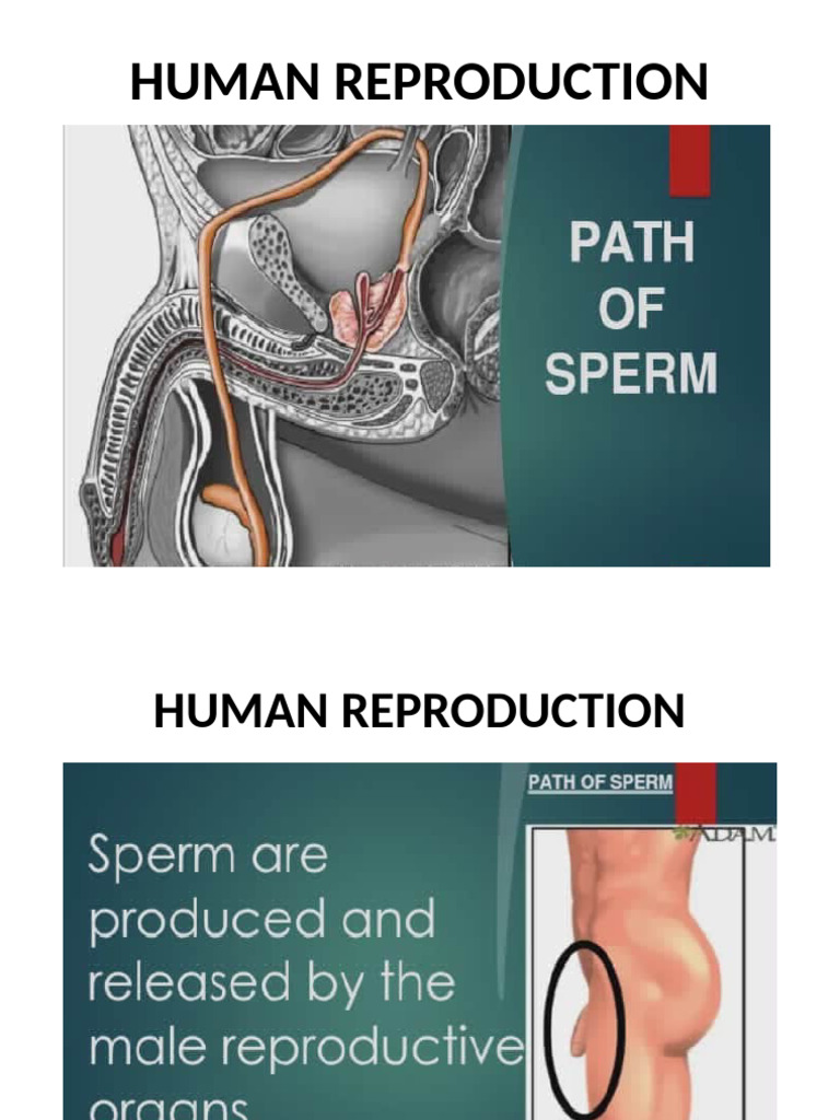 Human Reproduction | PDF