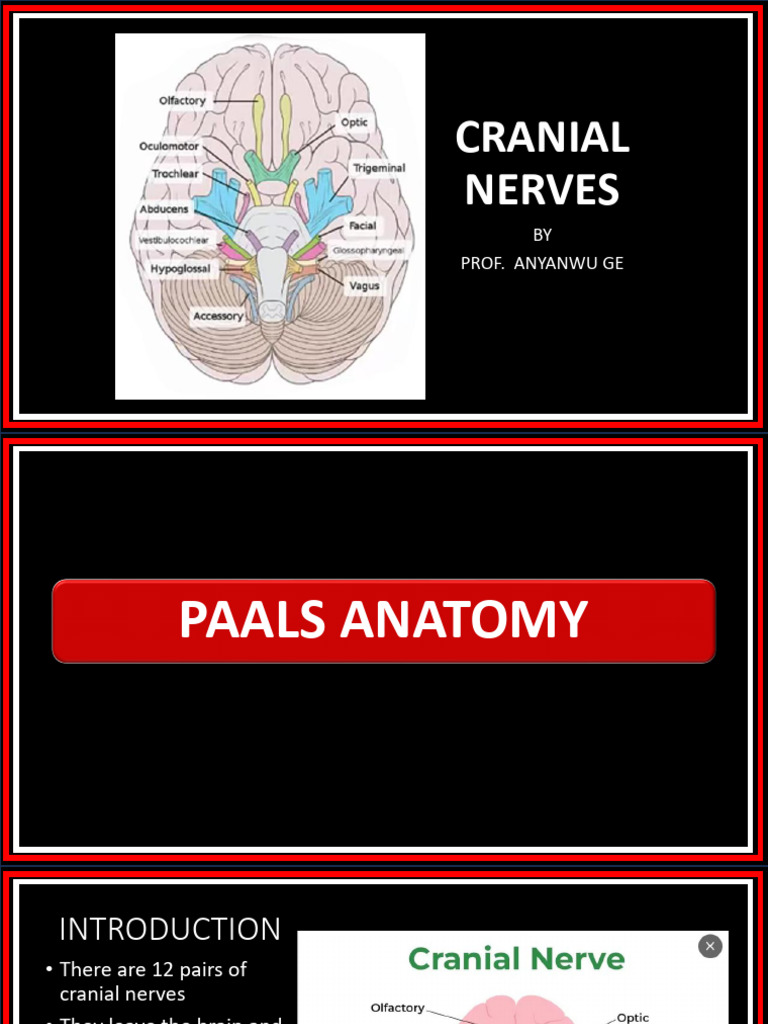 Overview of Cranial Nerves | PDF | Human Anatomy | Nervous System