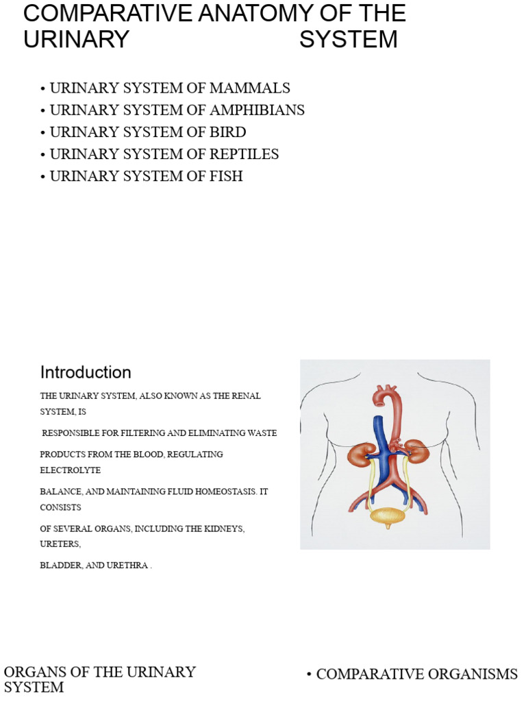 Comparative Urinary Systems in Vertebrates | PDF | Urinary System | Kidney