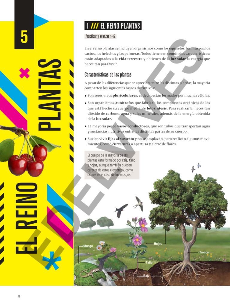 Características y Clasificación de Plantas | PDF | Plantas | Flores