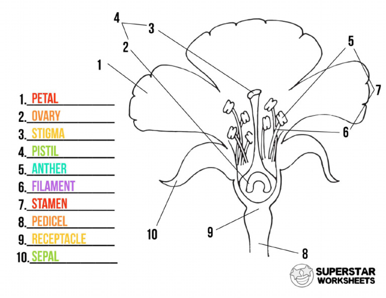 Flower Chart | PDF