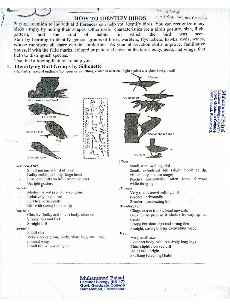 Identification and Classification of Birds | PDF