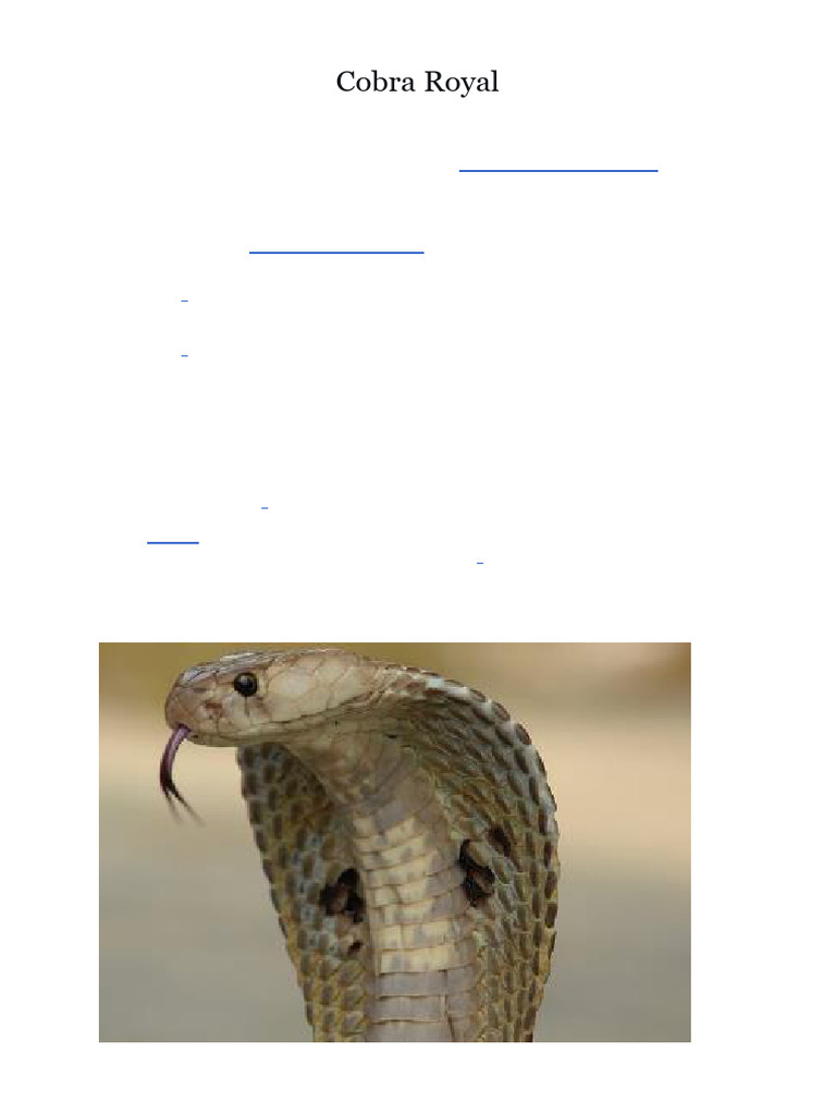 Cobra Royal : Le Plus Grand Serpent Venimeux | PDF