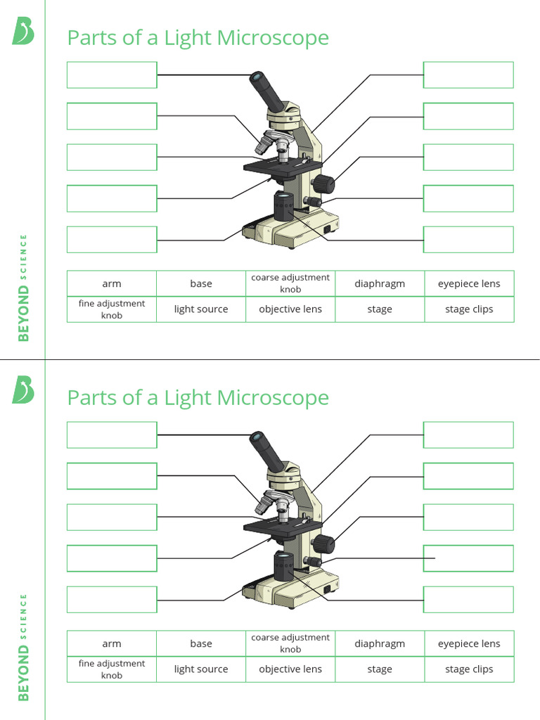 Parts of a Light Microscope Worksheet | PDF