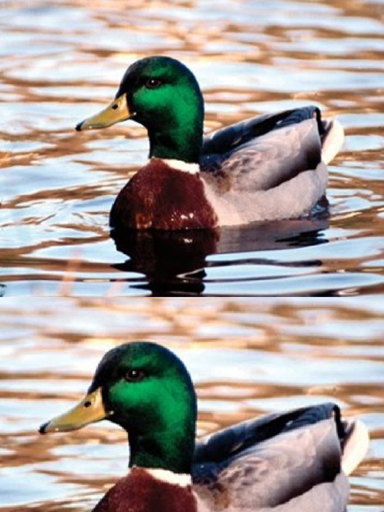 Duck 3 | PDF