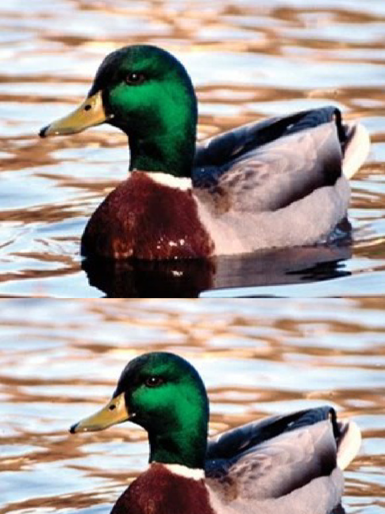 Duck 4 | PDF