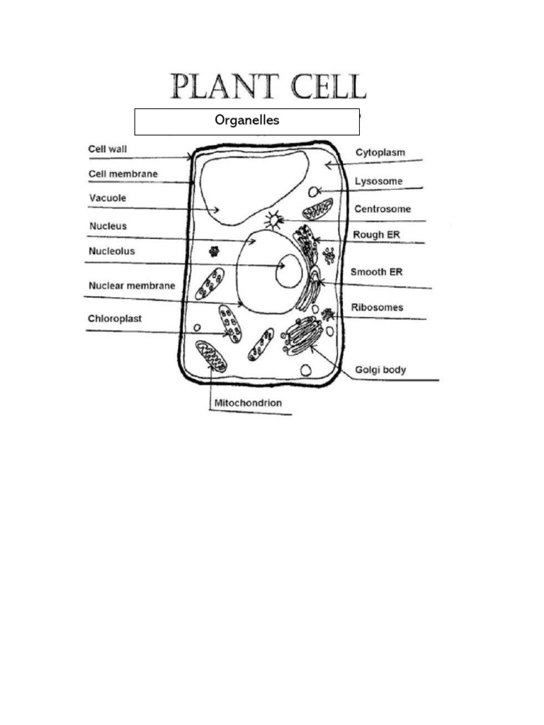 Cell Merged | PDF